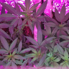 185W LED Grow Lights - Horticulture-Agricultural Lighting