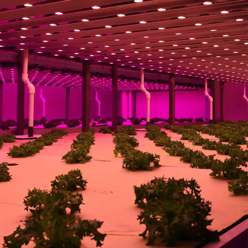 185W LED Grow Lights - Horticulture-Agricultural Lighting